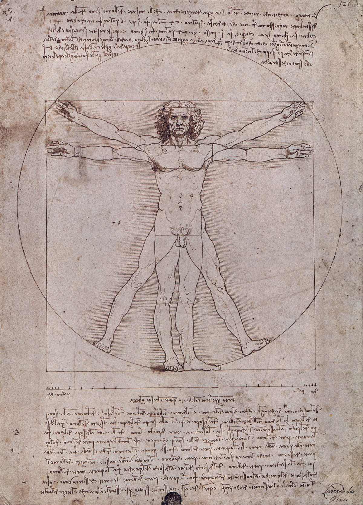 Leonardo Uomo Vitruviano